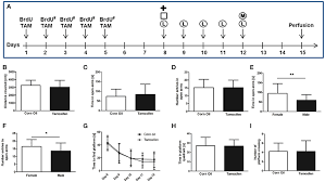 Tamoxifen is a drug used for palliative treatment of breast cancer patients and has an outstanding in other words, tamoxifen is expected to have a synergistic effect on dmd patients, due to its dual. Frontiers Tamoxifen Activation Of Cre Recombinase Has No Persisting Effects On Adult Neurogenesis Or Learning And Anxiety Neuroscience