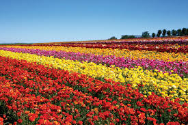 A travel guide for visiting the flower fields in carlsbad california. 10 Gorgeous Fields Of Flowers Worth Traveling To See Architectural Digest