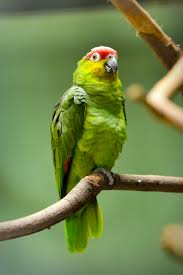 Without the proper attention, social interaction and toys, an amazon parrot is prone to behavioral problems. Red Lored Amazon Health Personality Colors And Sounds Petguide