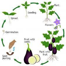 Cycle Of A Eggplant Plant Growth Isolated On White Background Stock Illustration Plant Seedlings Plant Growth Growing Tomato Plants