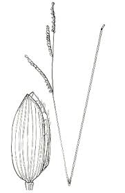 Image result for Brachychloa