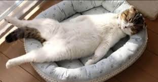 Selain ruhainies dan hisyam, drama itu turut dibintangi oleh chacha maembong, lia natalia, jasmin hamid dan farhan asri. 10 Gambar Kucing Comel Gemesin Banget