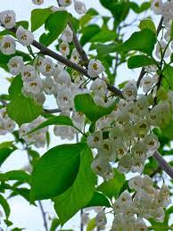 We did not find results for: Trees With White Flowers For Springtime The Gardener S Eden