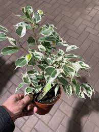 Image result for Ficus benjamina