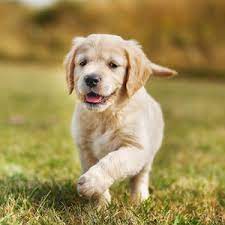 Purebred golden retriever puppies for sale now with huge discount, 100% health guarantee. Golden Retriever Puppies For Sale Puppyspot