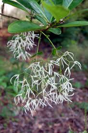 Image result for Chionanthus foveolatus