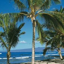 Coconut tree leaves closeup highdefinition picture 4p. Sprouted Coconut Palm Tree For Sale Hawaii In Your Home Best Hawaiian Plants From Kanoa Hawaii