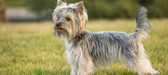 Yorkshire Terrier Ozellikleri Nelerdir Atasehir Botanik Veteriner Klinigi