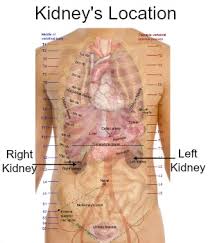 The only organs in the traditional thought that are on the right side of the back and isn't underneath the ribs is the right kidney (lower back next to the as the theory goes, impact during activity pulls the organs in your abdomen downwards, tugging on the ligaments in the upper abdomen and eventually. What Organs Are In Your Lower Back On The Right Side Organs On The Right Side Of The Body Complete Medical List
