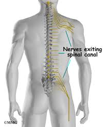 The lumbar and sacrum region make up the bone of the lower back anatomy. Lumbar Spine Anatomy Orthogate