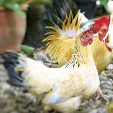 It is also one of the true bantam chicken breeds, without any standard size. Dutch Bantam Chicken Hatcheries And Breeders The Featherbrain