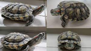 How to treat turtle swollen eyes - YouTube