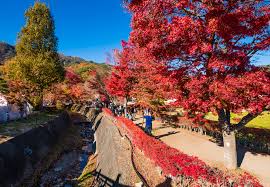 Tips Things To Do In Fall At Mount Fuji Travel Caffeine