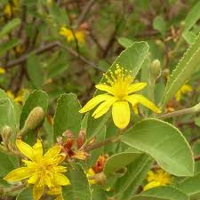 Image result for Grewia arborea
