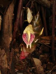 Image result for Siphonochilus kilimanensis