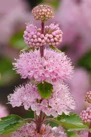 Image result for Caryopteris odorata