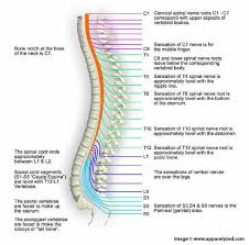 Spinal Cord Spinal Cord Spinal Cord Injury Spinal Cord Spinal Cord Anatomy