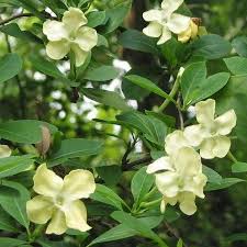 Image result for Brunfelsia