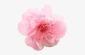 New users enjoy 60% off. Cherry Blossom Flower Png Png Image Transparent Png Free Download On Seekpng