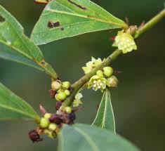 Image result for Bridelia duvigneaudii