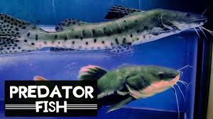 Pasalnya, sifat yang agresif dan cenderung menguasai jenis ikan arwana yang menjadi ikan hias air tawar termahal dimiliki oleh jenis arwana platinum. Penguasa Air Tawar Ikan Hias Predator Youtube