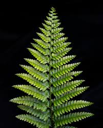 Image result for Microlepia speluncae