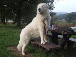 La conformazione generale è quella di un pesante mesomorfo, il cui tronco è più lungo dell'altezza al garrese; Maremma Sheepdog Italy Cane Da Pastore Maremmano Abruzzese Pastore Abruzzese Italia Mastiff Dogs Maremma Sheepdog Great Pyrenees