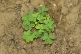 Image result for Oxalis oligotricha