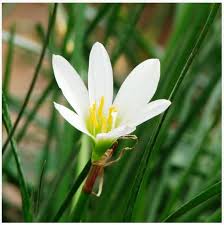 Image result for Zephyranthes candida