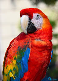Parrot Papaganlar