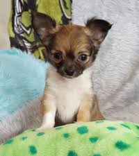 Chocolate / black description:hi, i'm coco. Teacup Chihuahua Puppies For Sale Akc Blue Chihuahua Breeder