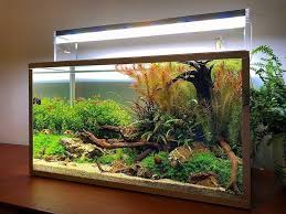 Pin By Amador Huaman Zevallos On Aqua Aquarium Landscape Tropical Fish Aquarium Nature Aquarium
