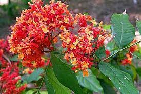 Maybe you would like to learn more about one of these? Top 10 Flowering Trees In India Top List Hub