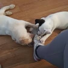 Maybe you would like to learn more about one of these? Dogs For Adoption Near Portland Tx Petfinder