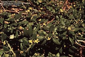 Image result for Tetragonia spicata