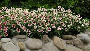 It avoids mobs, keeps you out of danger, and lets you gather a ton of starlight roses. Gardening Zinnias Add Pizazz To Flower Beds