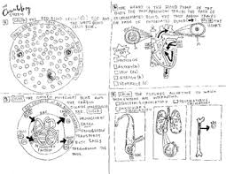 What gives blood it's red color? Circulatory System Coloring Worksheets Teaching Resources Tpt