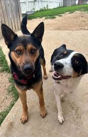 Always & Furever Midwest Animal Sanctuary