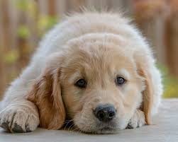 Why ours are the best! A Puppy Sad Due To Quarantine Boredom Isolation The Grand Paw