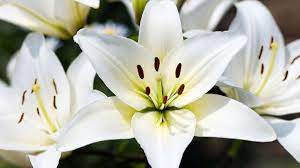 La Azucena La Flor Mas Comun En Los Funerales Ingleses