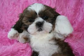 Happy valentines price reduced cookies pure bred shih tzu babies will be ready to go @ 8 wks these beautiful babies are pure bred shih tzus. Shihtzus Novi Mi Shih Tzu Puppy Shih Tzu Mix Shih Tzus
