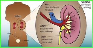 Pin On Health Medical Information