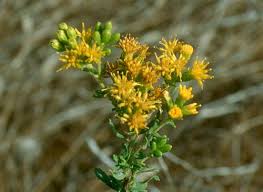 Image result for Xerophyta squarrosa