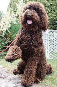 Charmingly Fluffy Australian Labradoodle Dog Labradoodle Puppy Labradoodle Dogs Australian Labradoodle Puppies