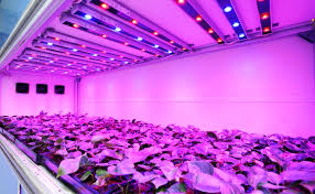 Check spelling or type a new query. Led Grow Light Sales To Quadruple Globally By 2021
