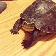 Indonesian Black Box Turtle Can Live Both In Water And On Land Tortoise Turtle Turtle Pet Turtle
