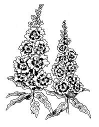 This tutorial shows the sketching and drawing steps from start to finish. Snapdragon Twinny Peach F1 All America Selections