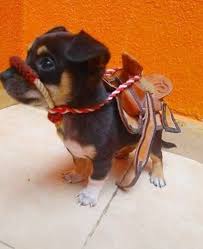 Pin On Animales