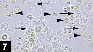 Generally speaking, struvite stones / crystals will form when the animal's urine ph becomes neutral or alkaline (ph 7 or greater) and urine is concentrated. Struvite Crystalluria Three Cases Clinician S Brief