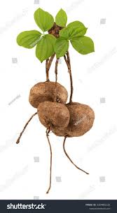 Image result for Pueraria